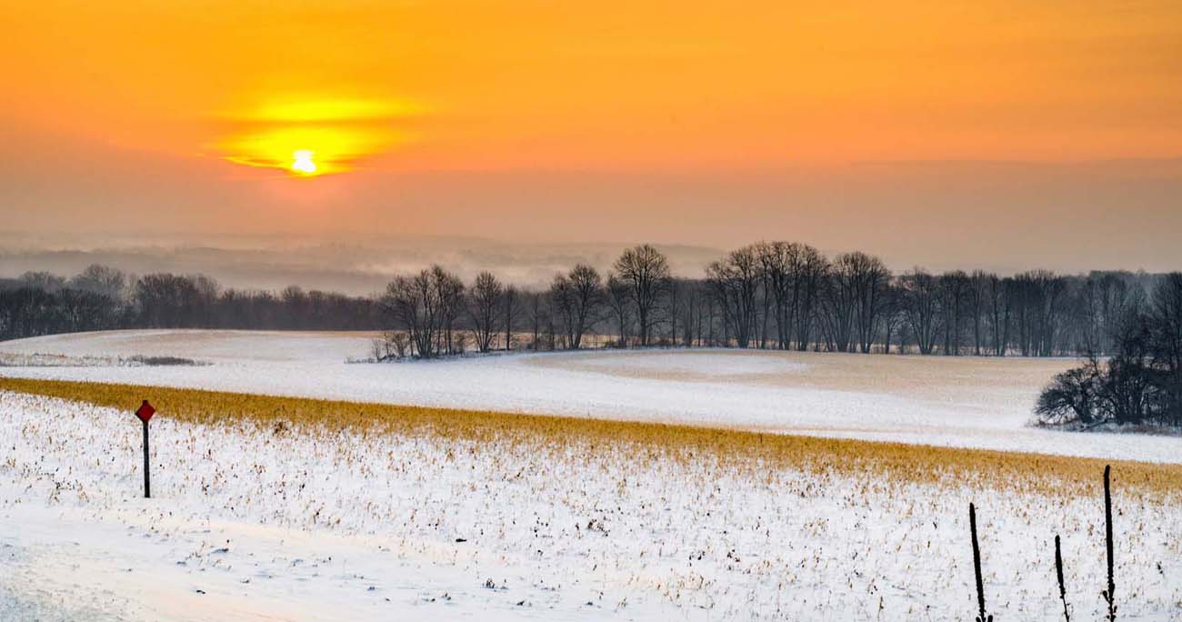 Winter Field Scene