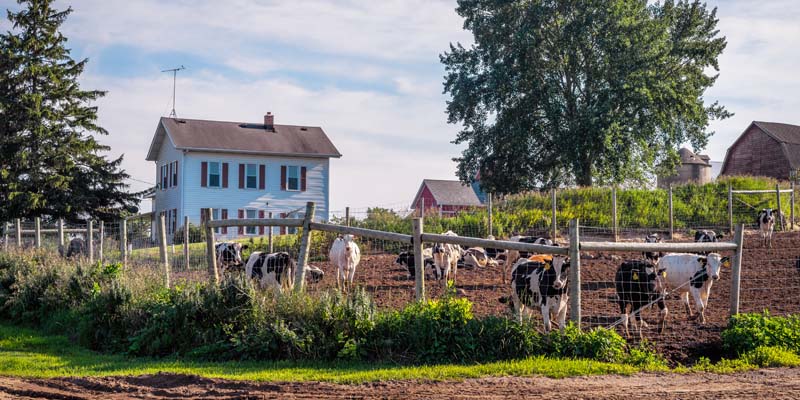 Cows on Farm