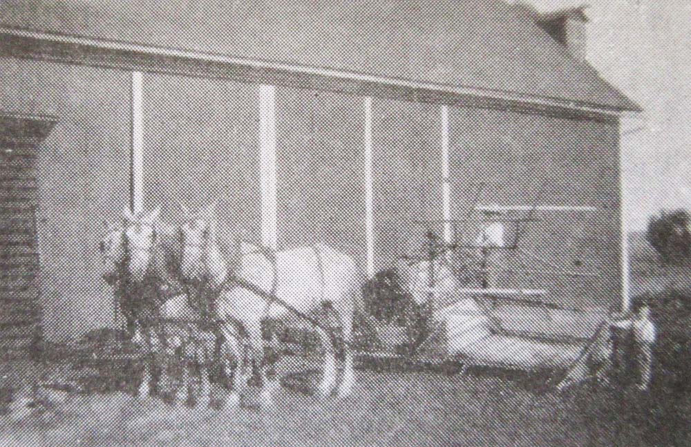 3-Horse Hitch with Deering Grain Binder 1936